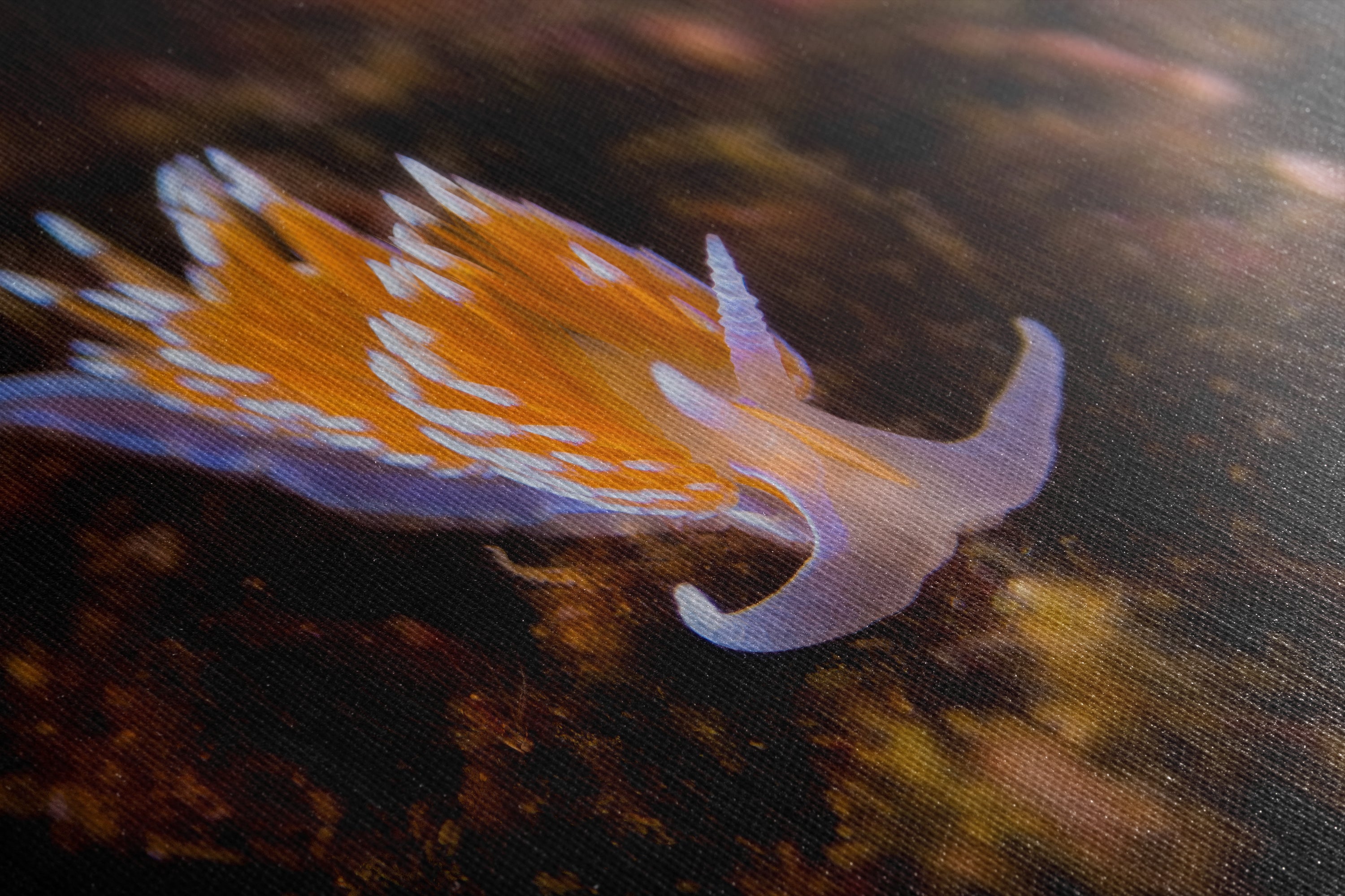 Hermissenda Opalescent Nudibranch Ocean Life Underwater Scenery Marine Biology Nature Photo