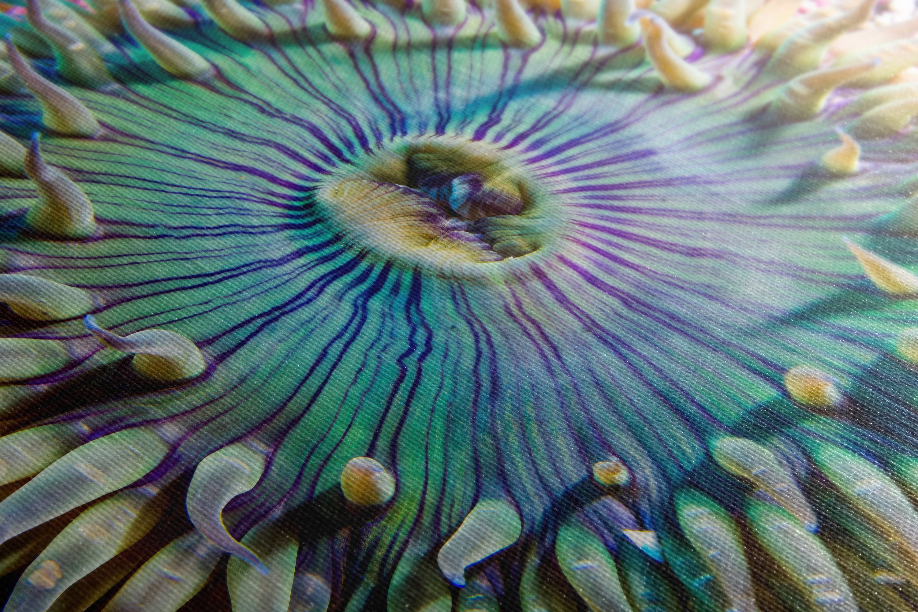 Sea Anemone Picture Ocean Life Underwater Scenery Nature Photo, Marine Biology Coral Reef Art