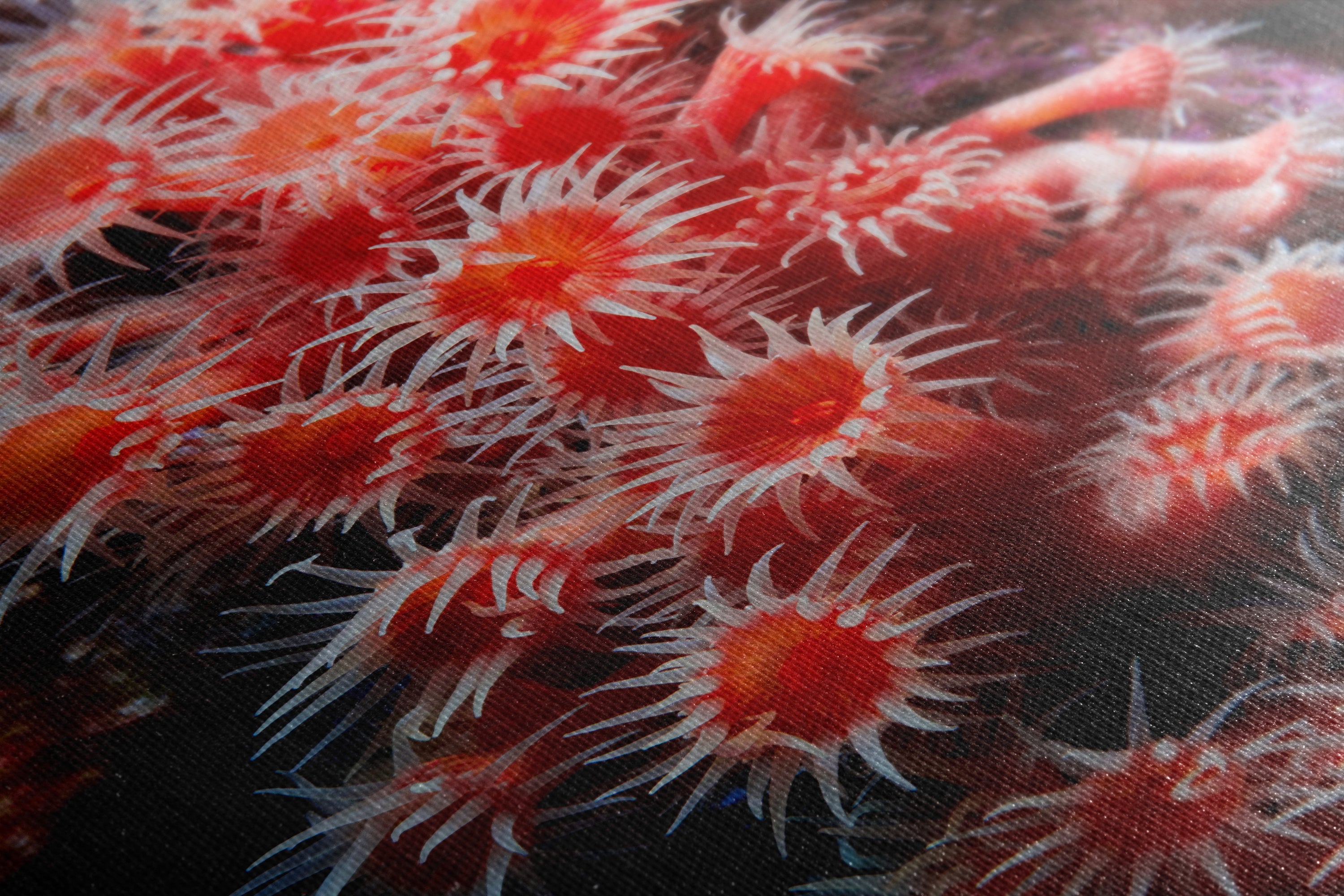 Sea Anemone Picture Ocean Life Underwater Scenery Nature Photo, Marine Biology Wall Art, Coral Reef Decor, Office & Dorm Room Decoration