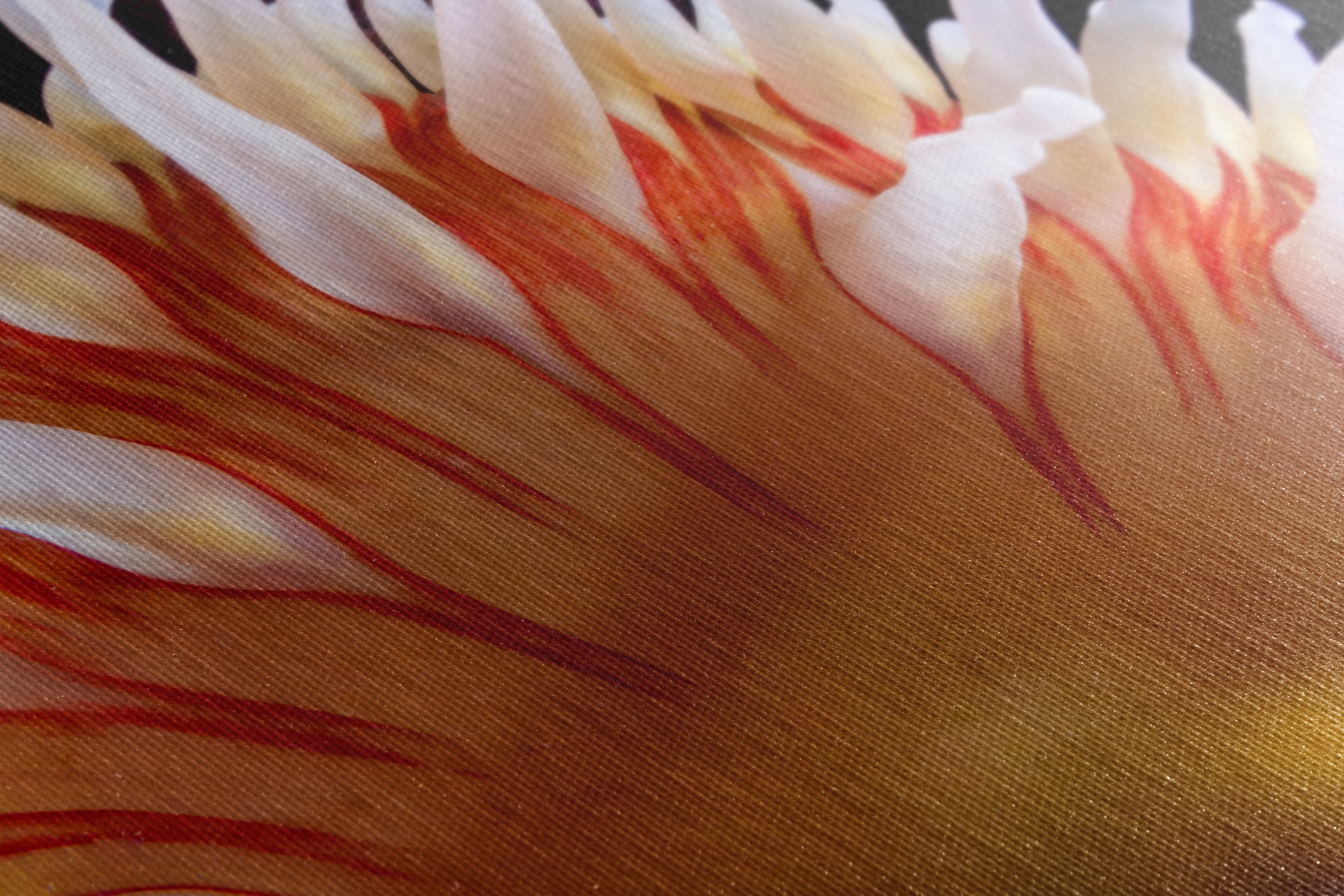 Sea Anemone Picture Ocean Life Underwater Scenery Nature Photo, Marine Biology Coral Reef Art