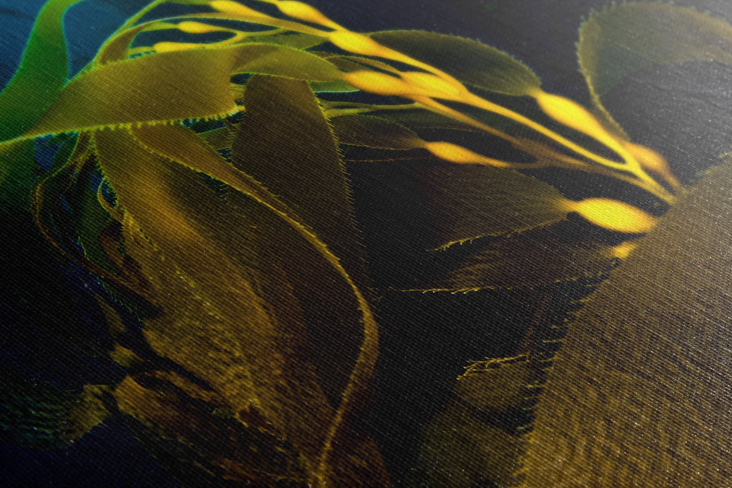 Kelp forest seaweed pictures underwater scenery, ocean life marine biology art, relaxation decor, ocean lover gift, deep sea nature photo