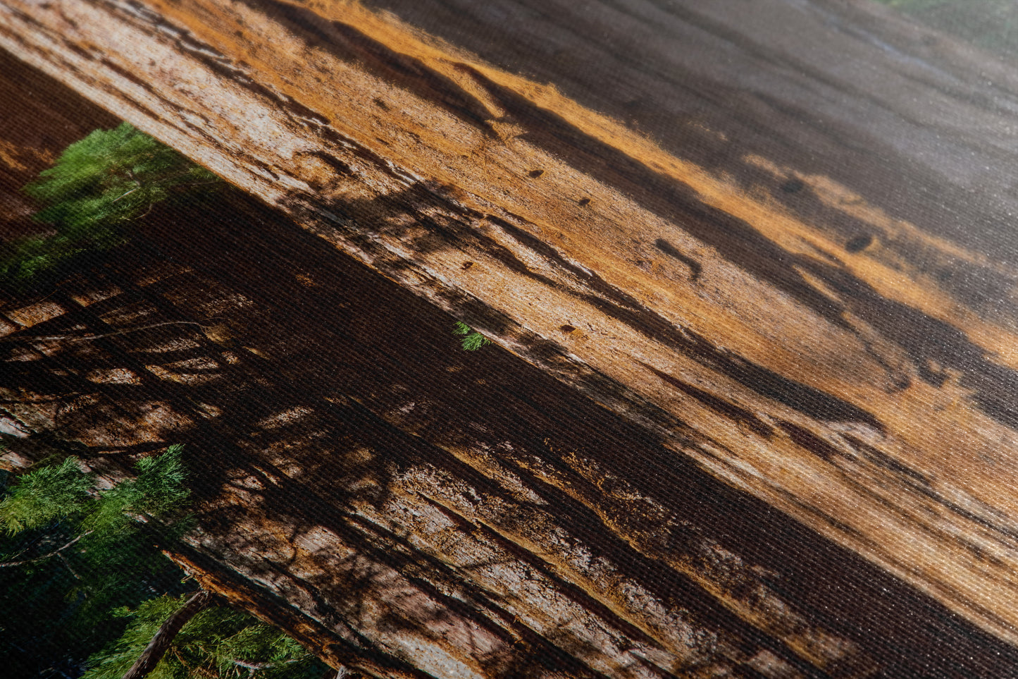 Giant Sequoia Tree Forest Picture Nature Photo, Redwood Trees Wall Art, Forest Bathing National Park Poster, Relaxation Decor