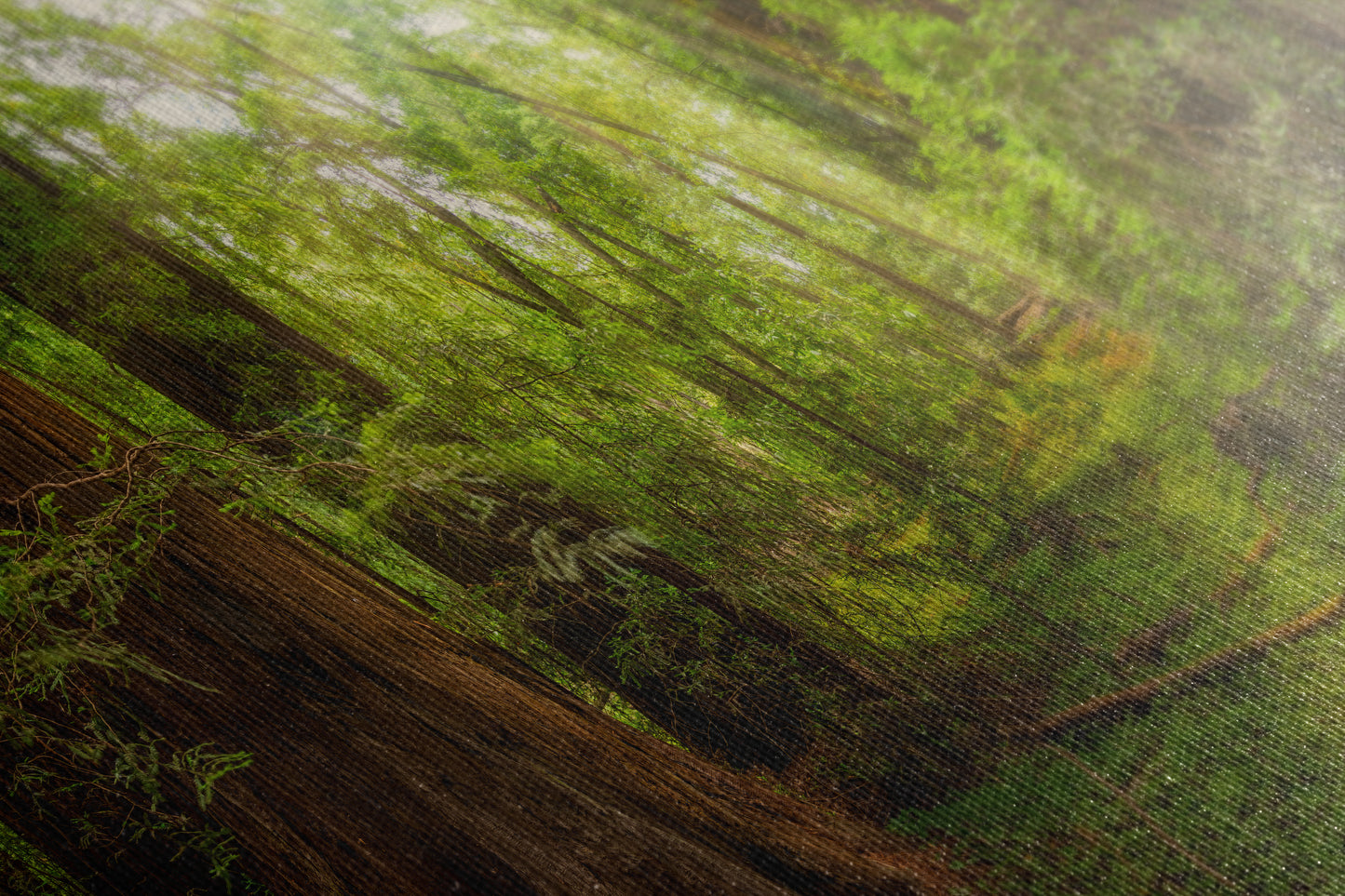 Redwood Tree Wall Art - Panoramic Forest Picture Nature Photo