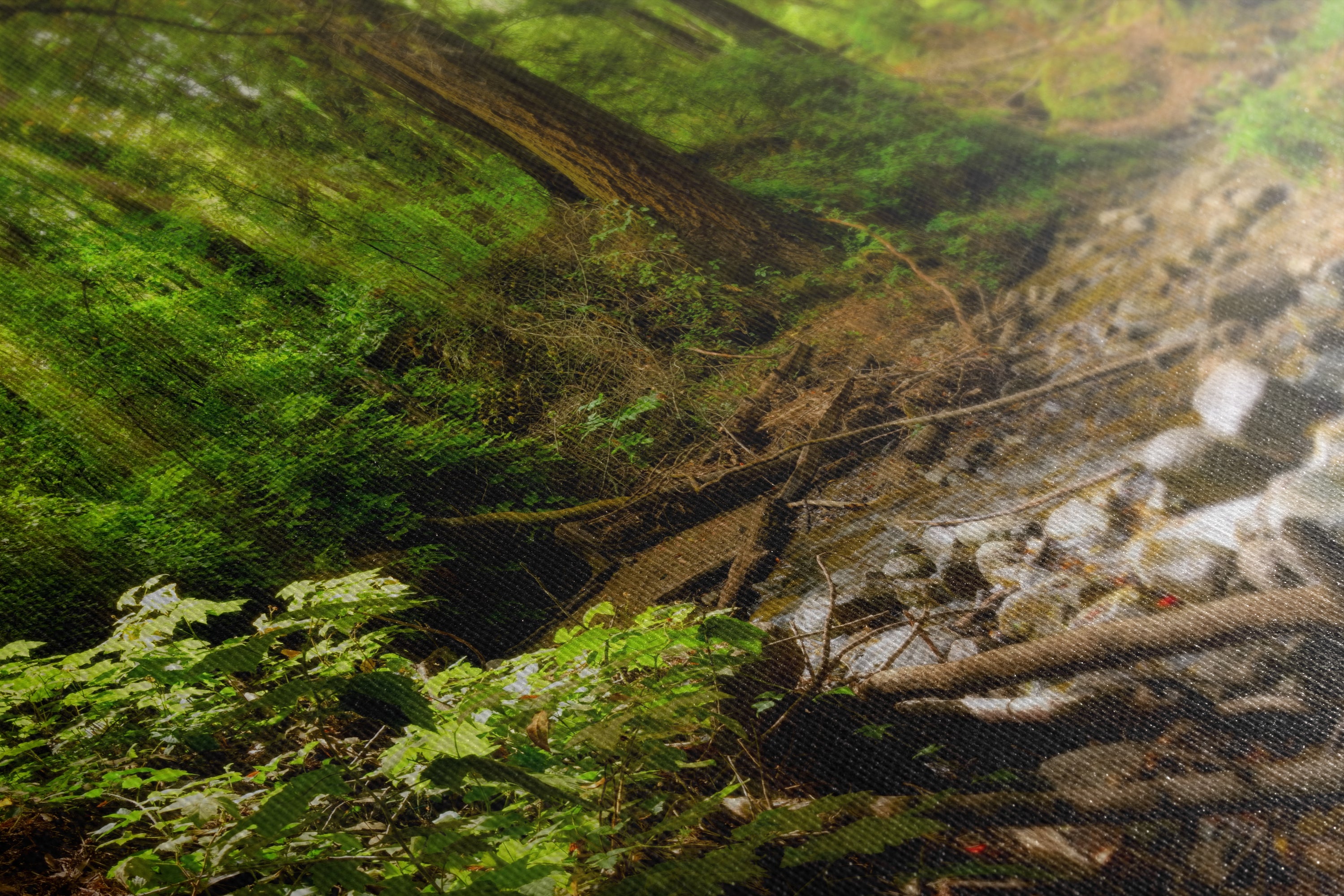 Redwood Trees Forest Picture Nature Photo, Forest Bathing in Santa Cruz California Coast Wall Art, Relaxing Artwork for House Decor & Office