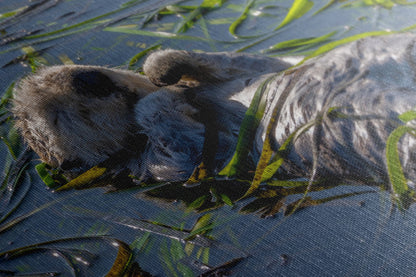 Sea Otter Picture Marine Mammal Wildlife Photography, Relaxing Nature Art Print, Ocean Scene, Dorm Room Decor, Animal Photography