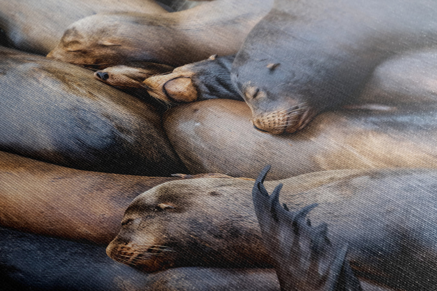 California Sea Lion Marine Mammal Wildlife Photography Wall Art - Ocean Animals Nursery Decor Coastal Home Artwork, Marine Biology Print