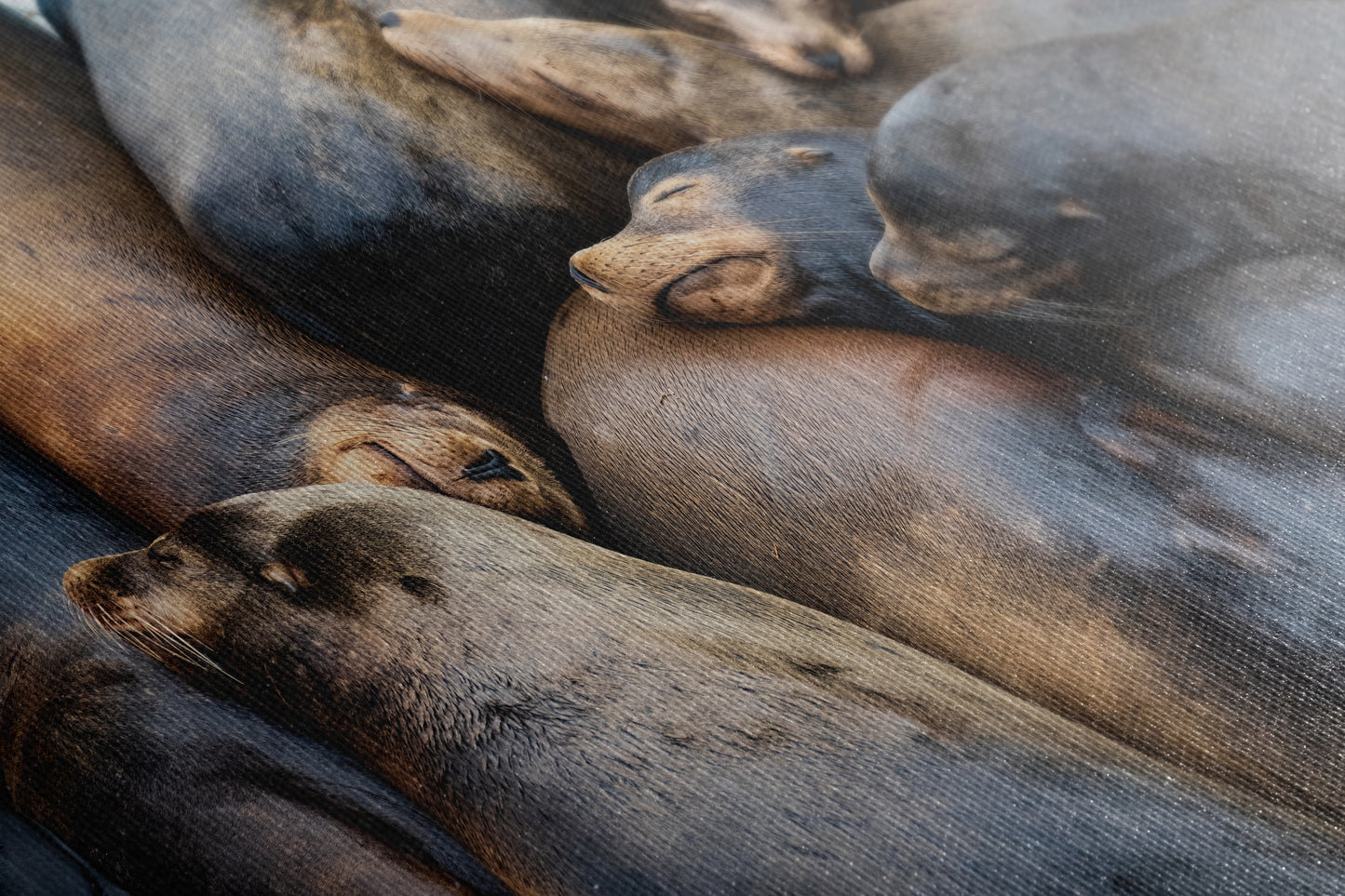California Sea Lion Marine Mammal Wildlife Photography, Ocean Animals Nursery Decor, Relaxation Artwork for Beach-Themed Rooms