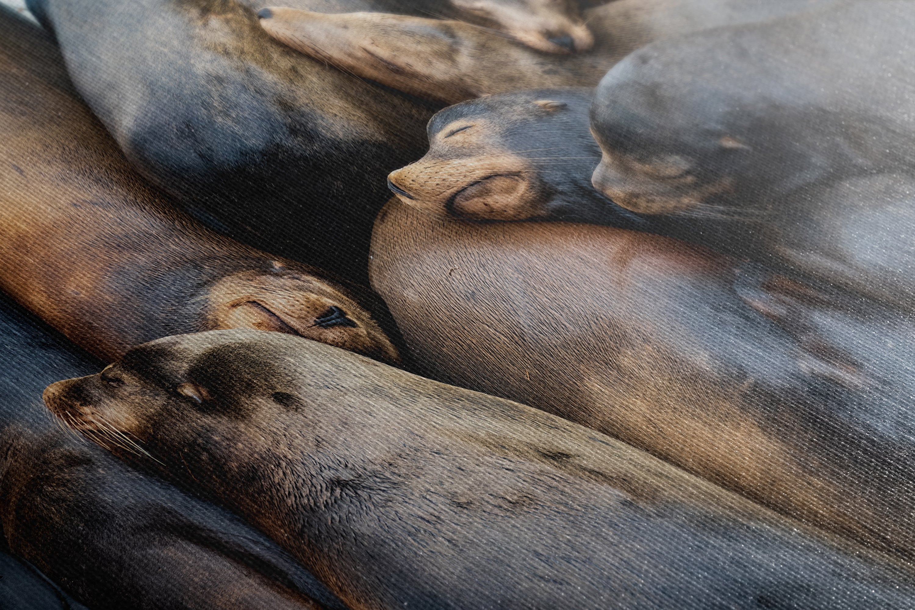 California Sea Lion Marine Mammal Wildlife Photography, Ocean Animals Nursery Decor, Relaxation Artwork for Beach-Themed Rooms