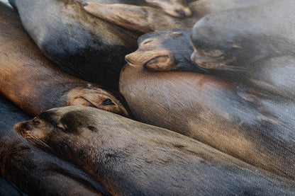 California Sea Lion Marine Mammal Wildlife Photography, Ocean Animals Nursery Decor, Relaxation Artwork for Beach-Themed Rooms