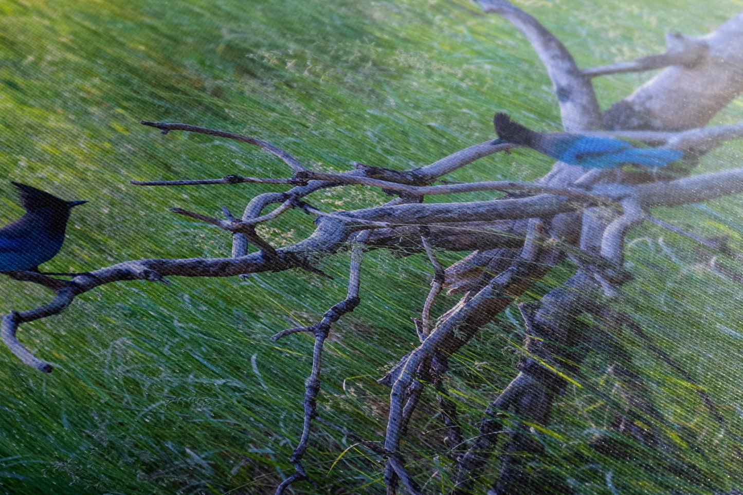 Steller Jay Wildlife Photography Print, Bird Wall Art, Nature Photography, Blue Bird Picture, Relaxing Dorm Room or Office Wall Art