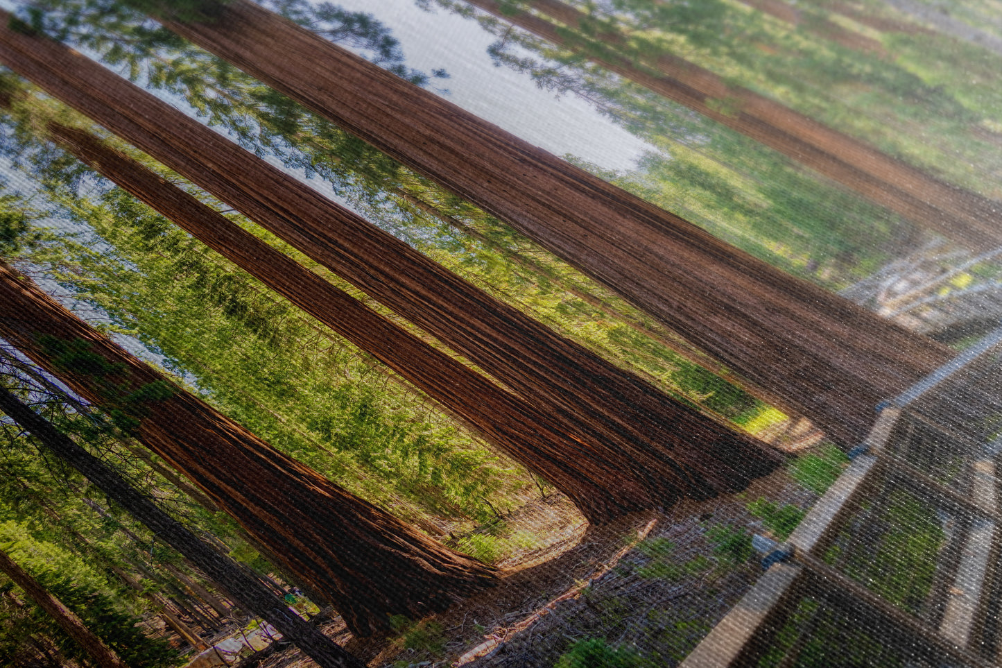 Giant Sequoia Tree Forest Picture Nature Photo | Yosemite Redwood Trees for Nature Lovers & Forest Bathing Relaxation, Meditation Artwork