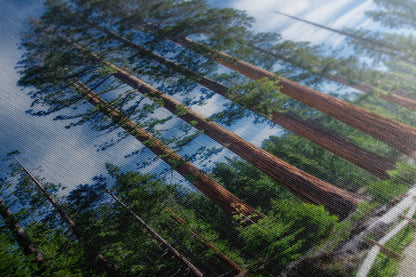 Giant Sequoia Tree Forest Picture Nature Photo, Redwood Trees Forest Bathing Decor, Relaxation Artwork for Home or Office