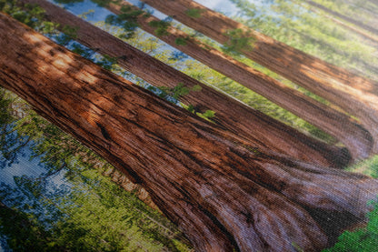 Giant Sequoia Tree Forest Picture Nature Photo, Redwood Trees Forest Bathing for Relaxation and Meditation in Living Room and Office