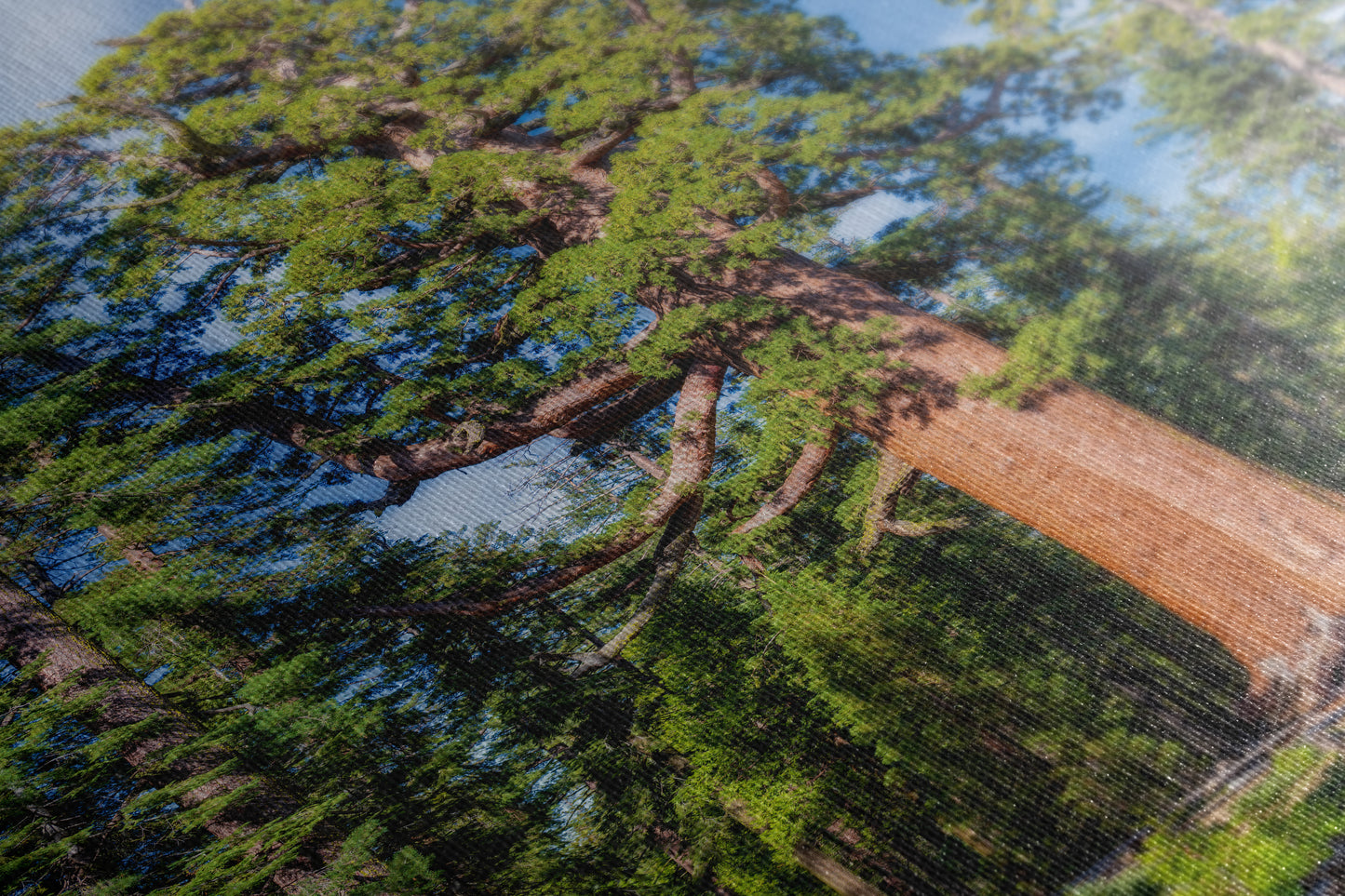 Giant Sequoia Tree Forest Picture Nature Photo, Yosemite Redwood Trees, Forest Bathing for Nature Lovers, House and Office