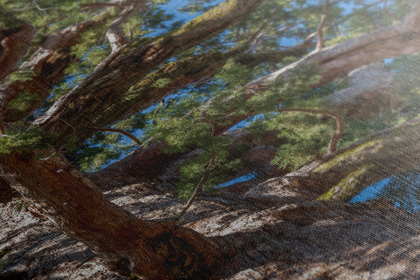 Giant Sequoia Tree Forest Picture Nature Photo, Yosemite Mariposa Grove Redwood Trees, Forest Bathing Relaxation Artwork for Nature Lovers