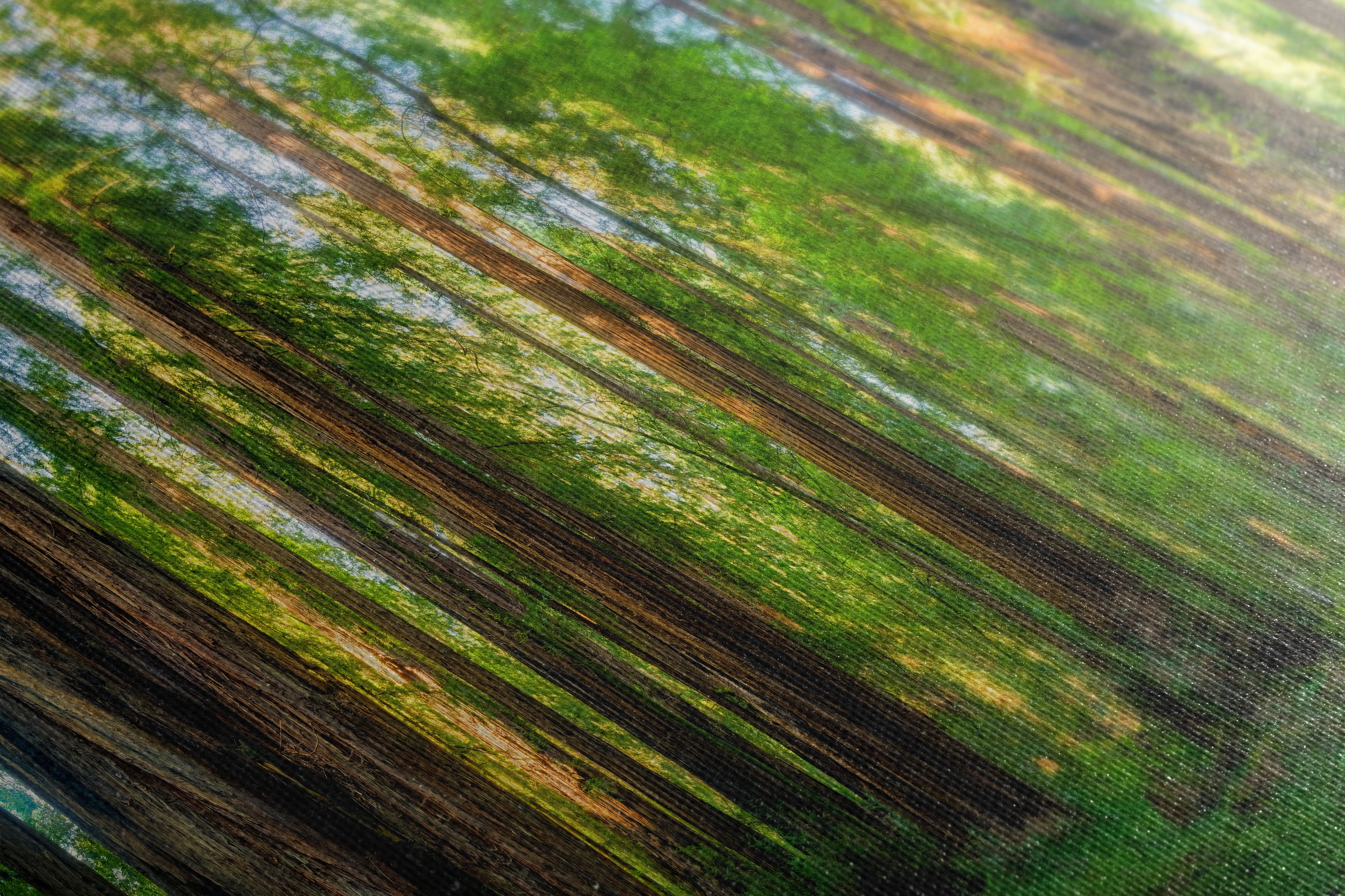 Redwood Trees Forest Picture Nature Photo, Forest Bathing Relaxation Artwork for Calming Meditation, Office and House Decor