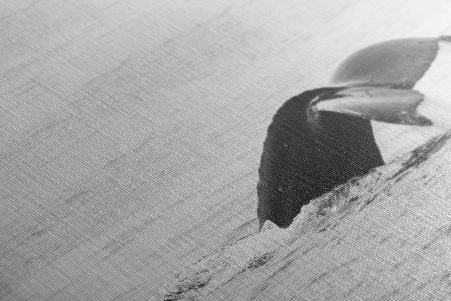 Humpback Whale Marine Mammal Wildlife Photography, Black and White, Monterey Bay Ocean Scene Art Print for Nature Lovers and Marine Conservation Decor