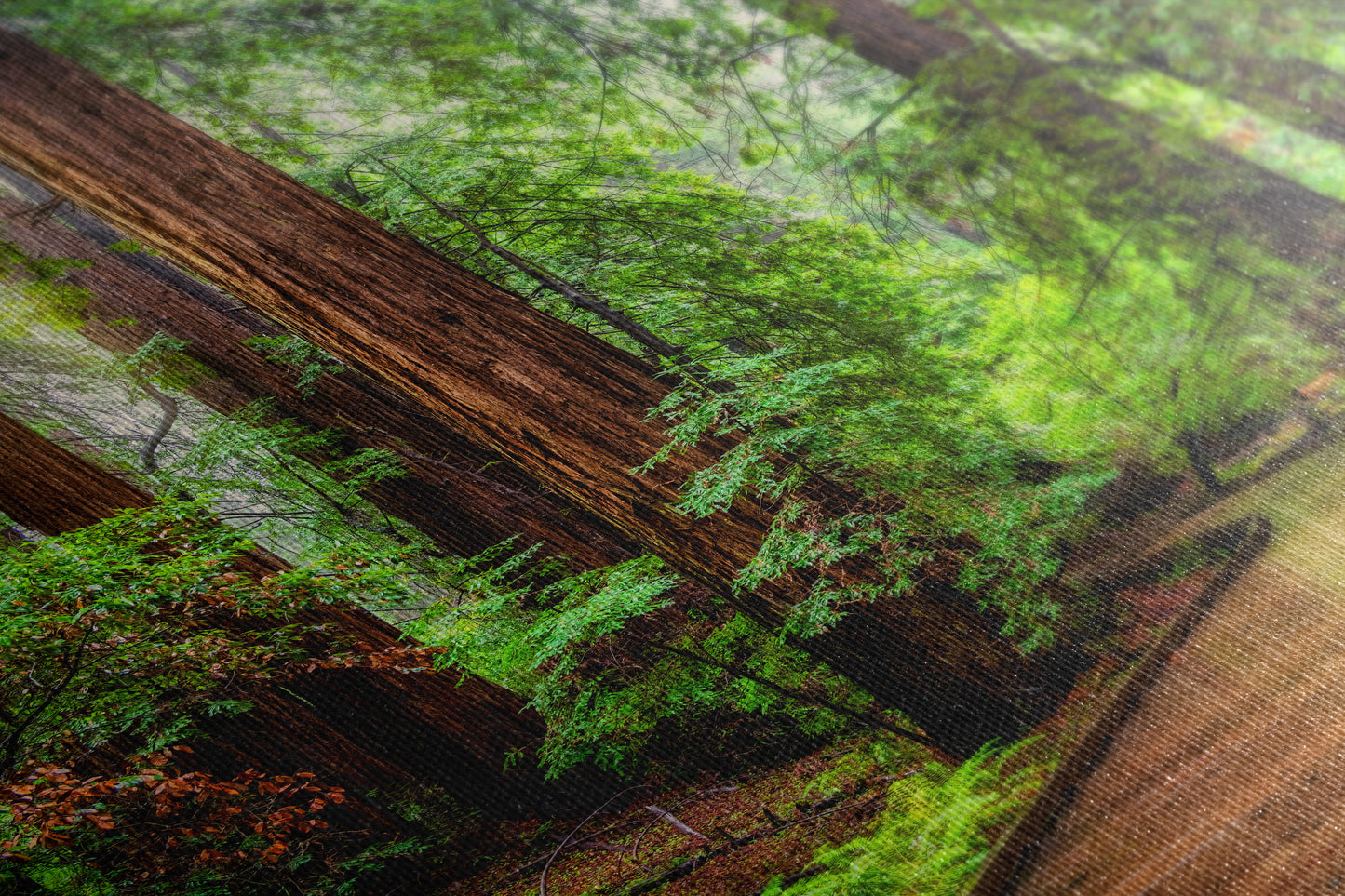 Redwood Trees Forest Picture Sunrise Nature Photo, Forest Bathing House Decor, Relaxing Wall Art for Meditation, Home and Office