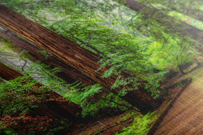 Redwood Trees Forest Picture Sunrise Nature Photo, Forest Bathing House Decor, Relaxing Wall Art for Meditation, Home and Office