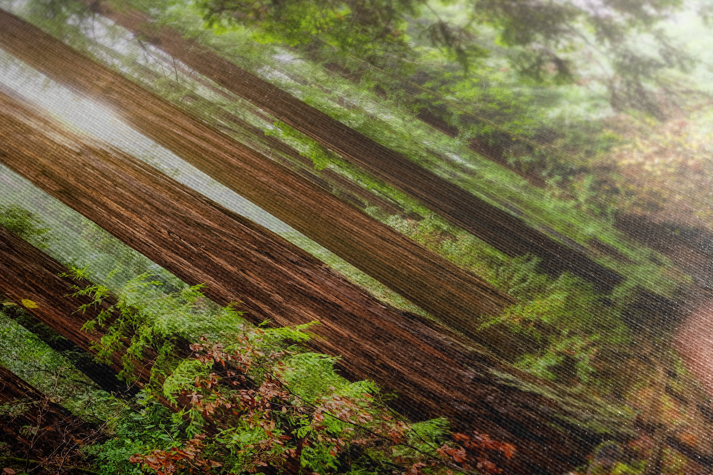 Redwood Trees Forest Picture Nature Photo, Forest Bathing in Muir Woods Wall Art for House Decor Gifts for Tree & Nature Lovers