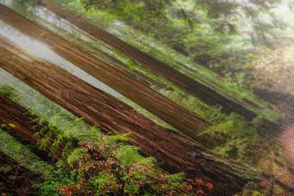 Redwood Trees Forest Picture Nature Photo, Forest Bathing in Muir Woods Wall Art for House Decor Gifts for Tree & Nature Lovers