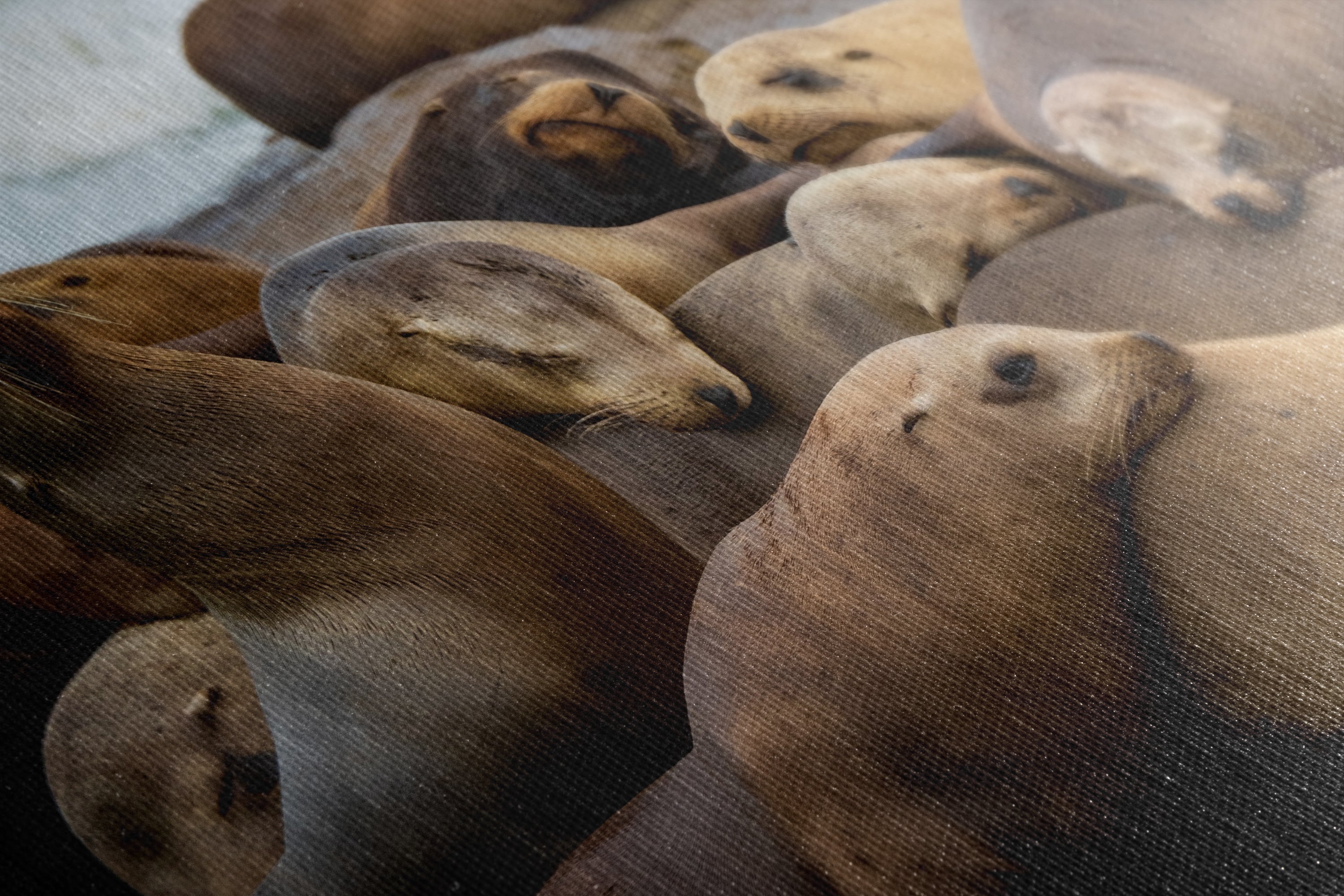 California Sea Lion Marine Mammal Wildlife Photography, Ocean Animals Wall Art, Nature Lover Gift, Marine Biology Artwork