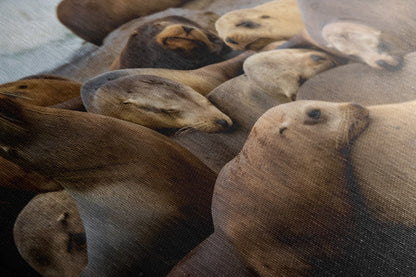 California Sea Lion Marine Mammal Wildlife Photography, Ocean Animals Wall Art, Nature Lover Gift, Marine Biology Artwork