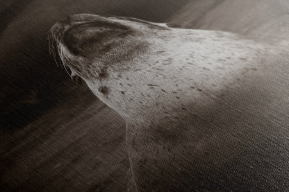 California Sea Lion Marine Mammal Wildlife Photography, Ocean Animals, Coastal House Decor, Nature Lover Gift, Marine Biology Artwork