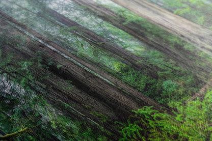 Redwood Trees Forest Picture Nature Photo, Forest Bathing in Misty California Redwoods Wall Art, for Relaxation in the Home and Office