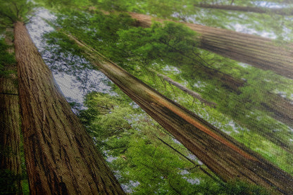 Redwood Trees Forest Picture Nature Photo | Forest Bathing Relaxation Decor for Meditation, House, and Office