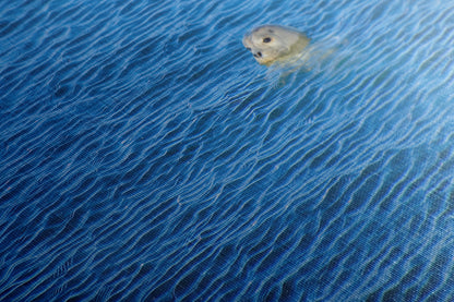 Seal Print Marine Mammal Wildlife Photography, Ocean Picture Relaxation Artwork Nature Photo