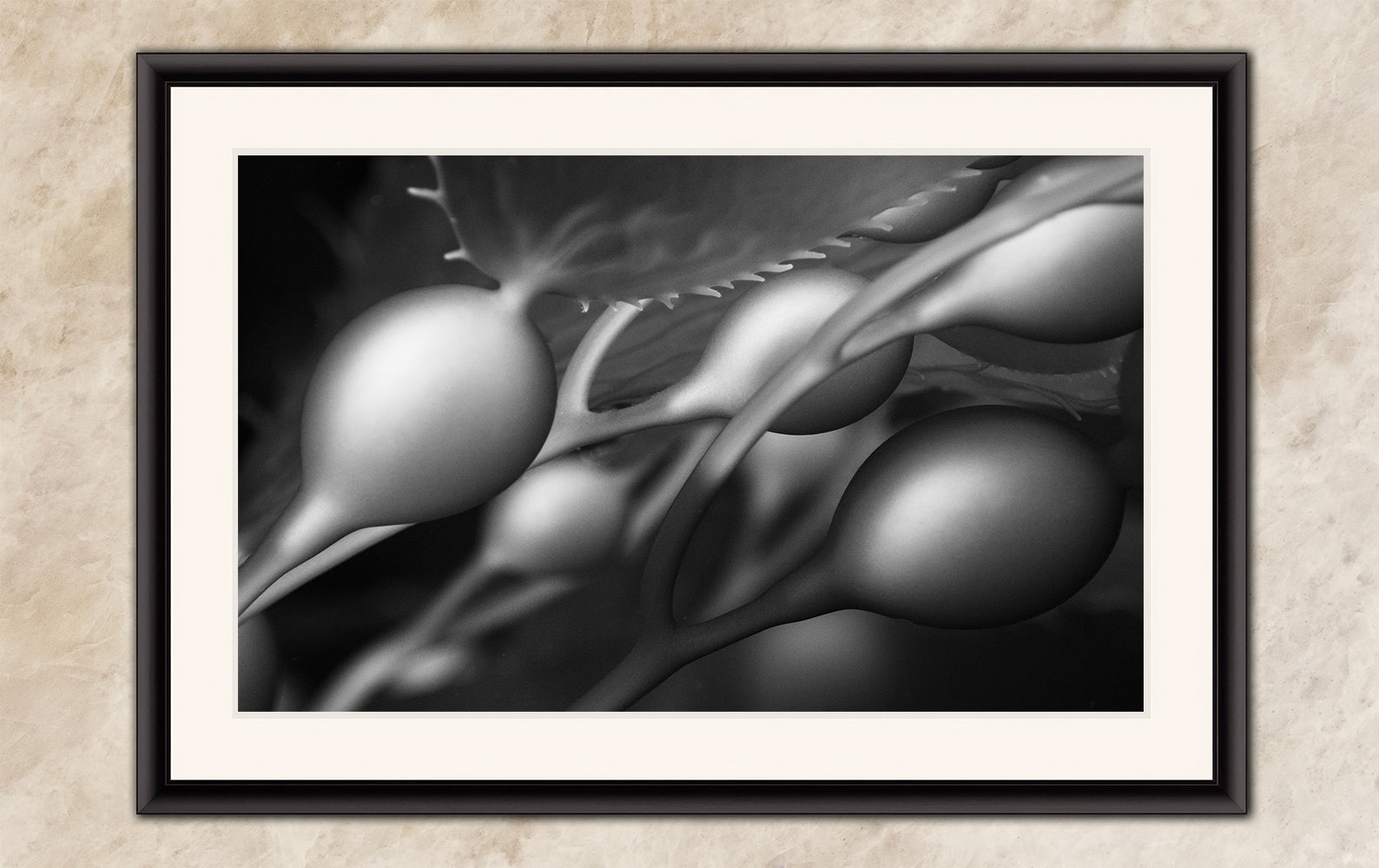 Limited Edition Fine Art Photography, California Giant Kelp Underwater Art, Awaken
