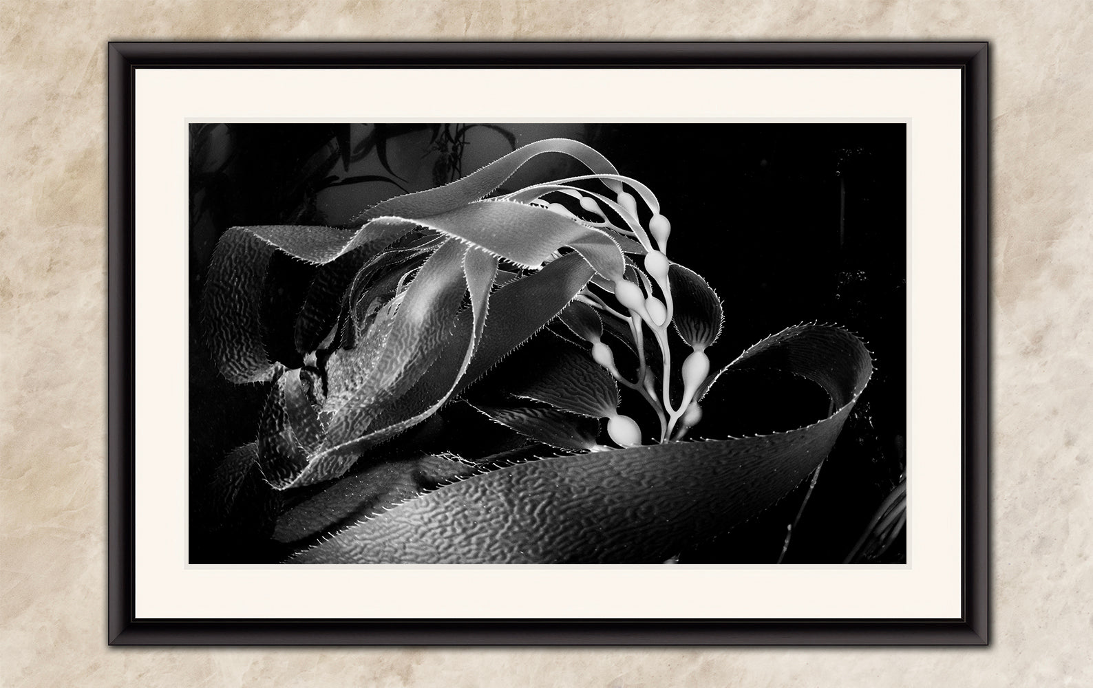 Limited Edition Fine Art Photography, California Giant Kelp Ocean Life, Presence