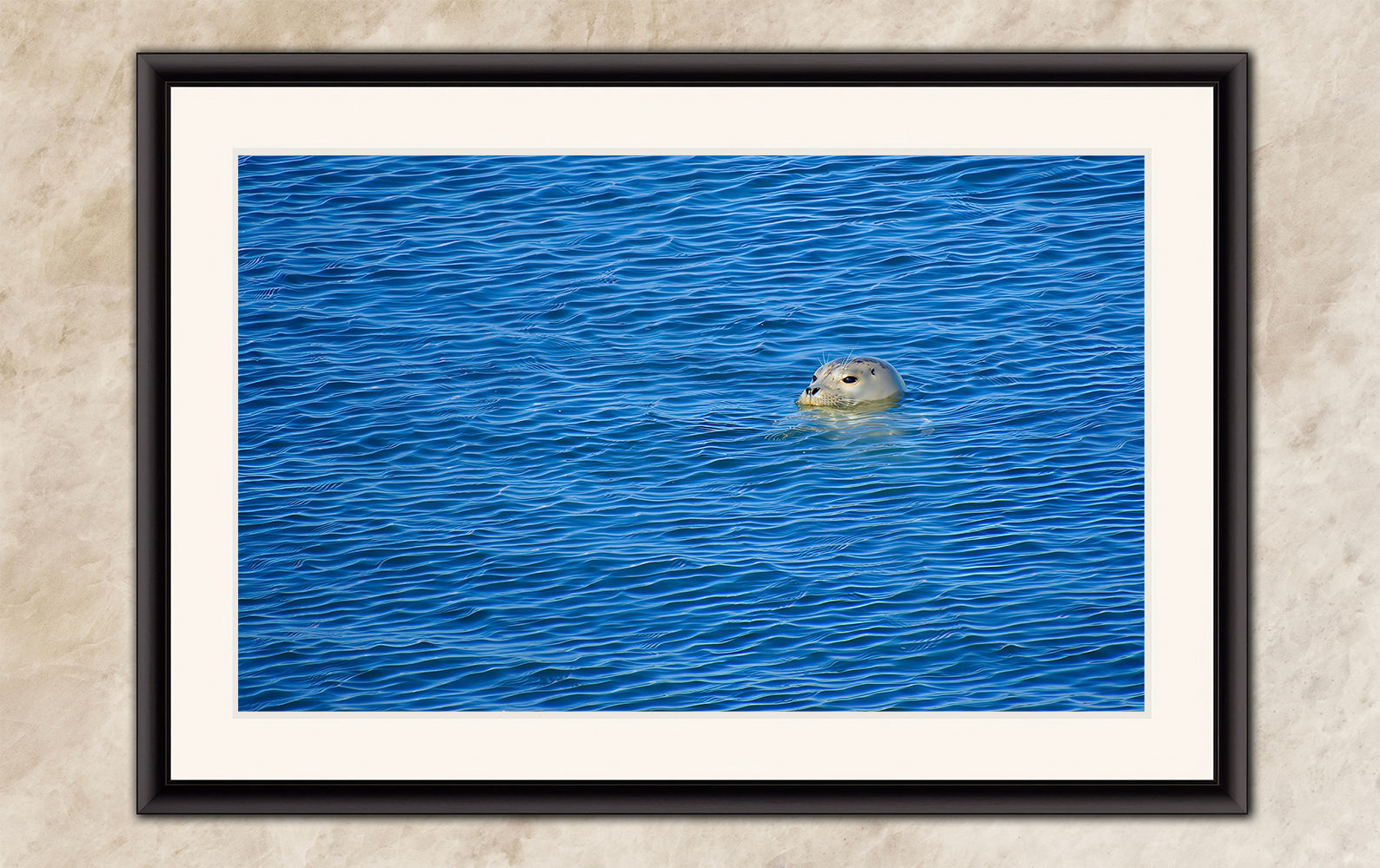 Seal Print Marine Mammal Wildlife Photography, Ocean Picture Relaxation Artwork Nature Photo