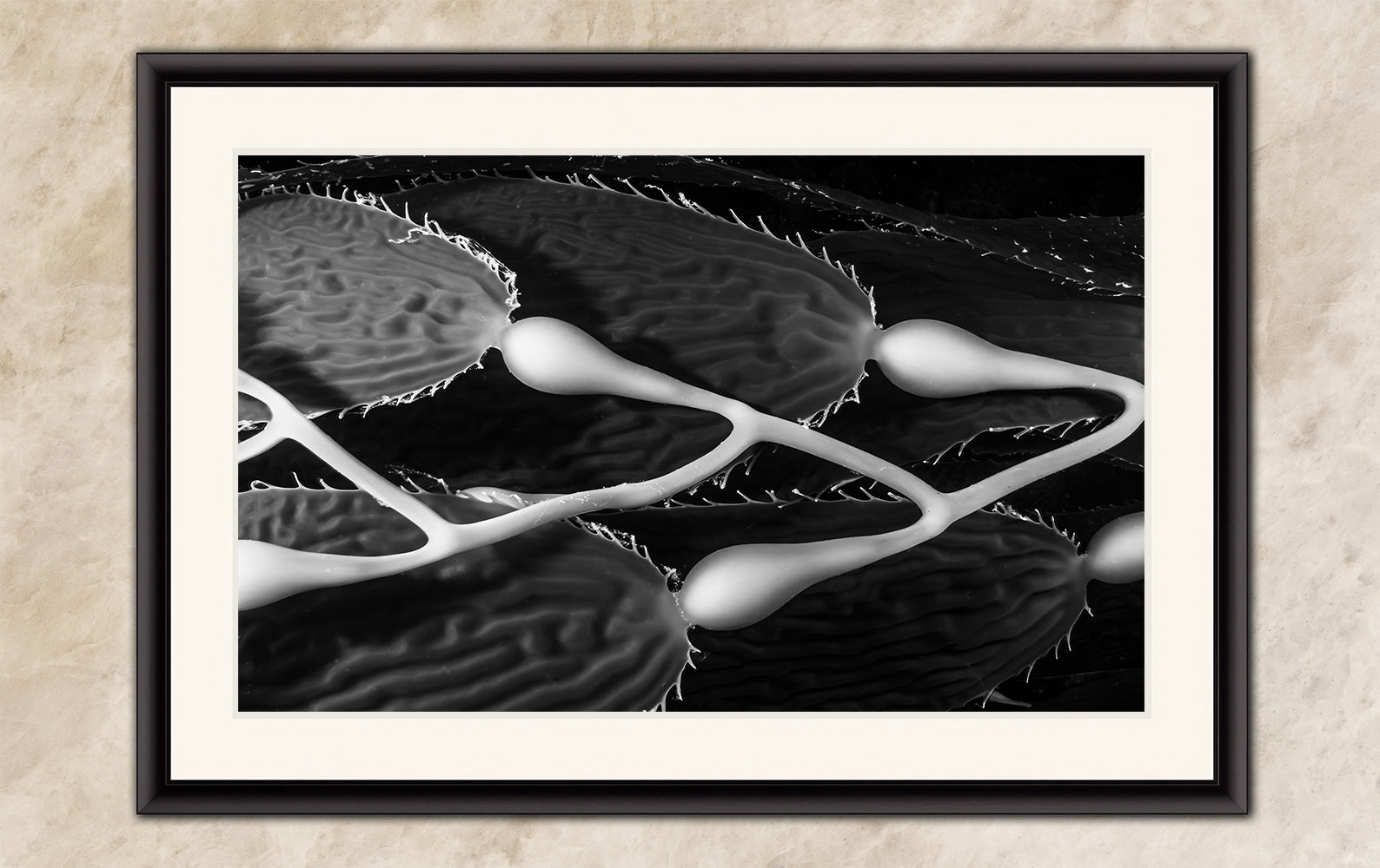 Limited Edition Fine Art Photography, Sea Life Ocean Art California Giant Kelp, Equanimity