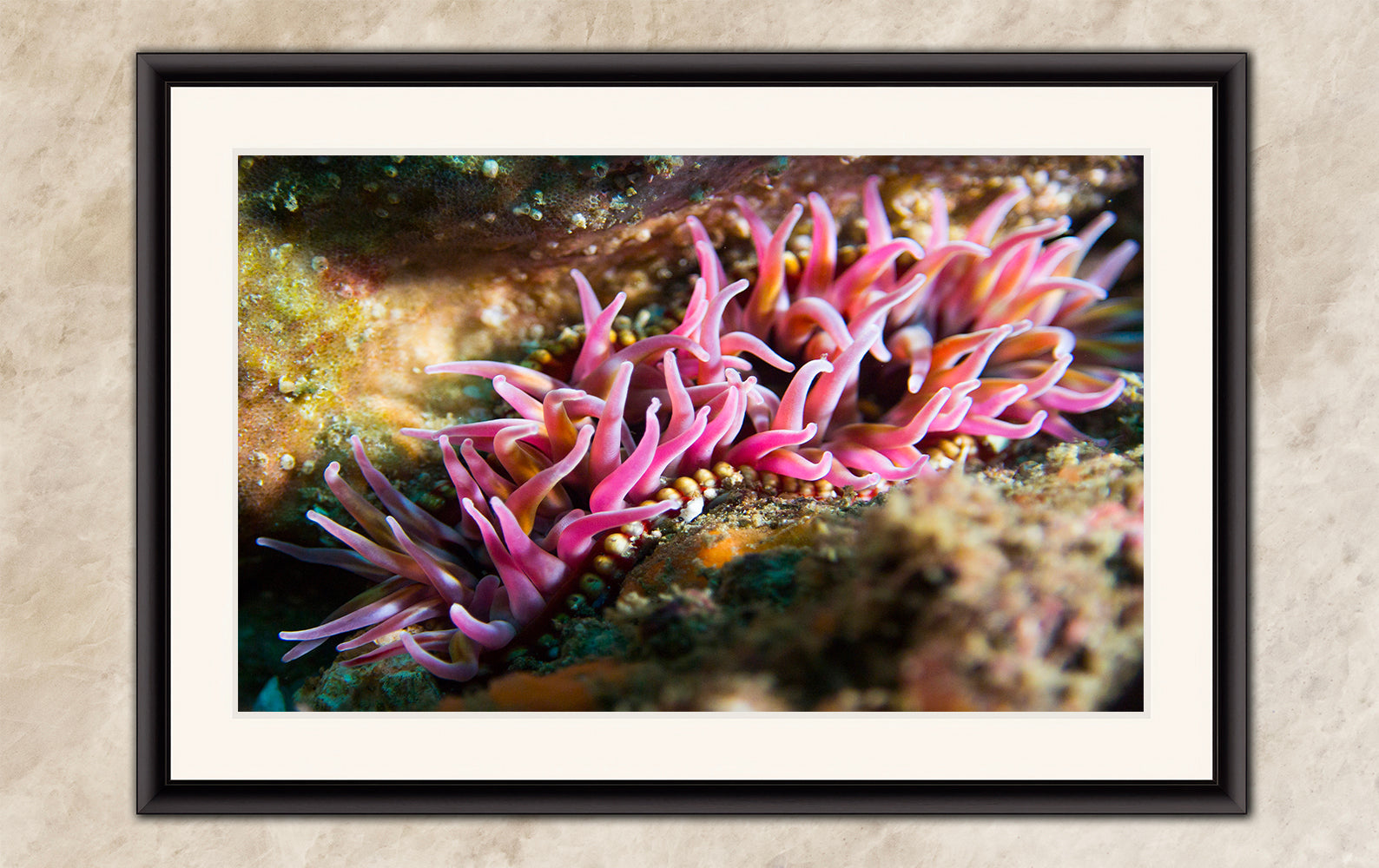 Sea Anemone Picture Ocean Life Underwater Scenery Nature Photo, Marine Biology Coral Reef Art, Vibrant Marine Wildlife Wall Decor