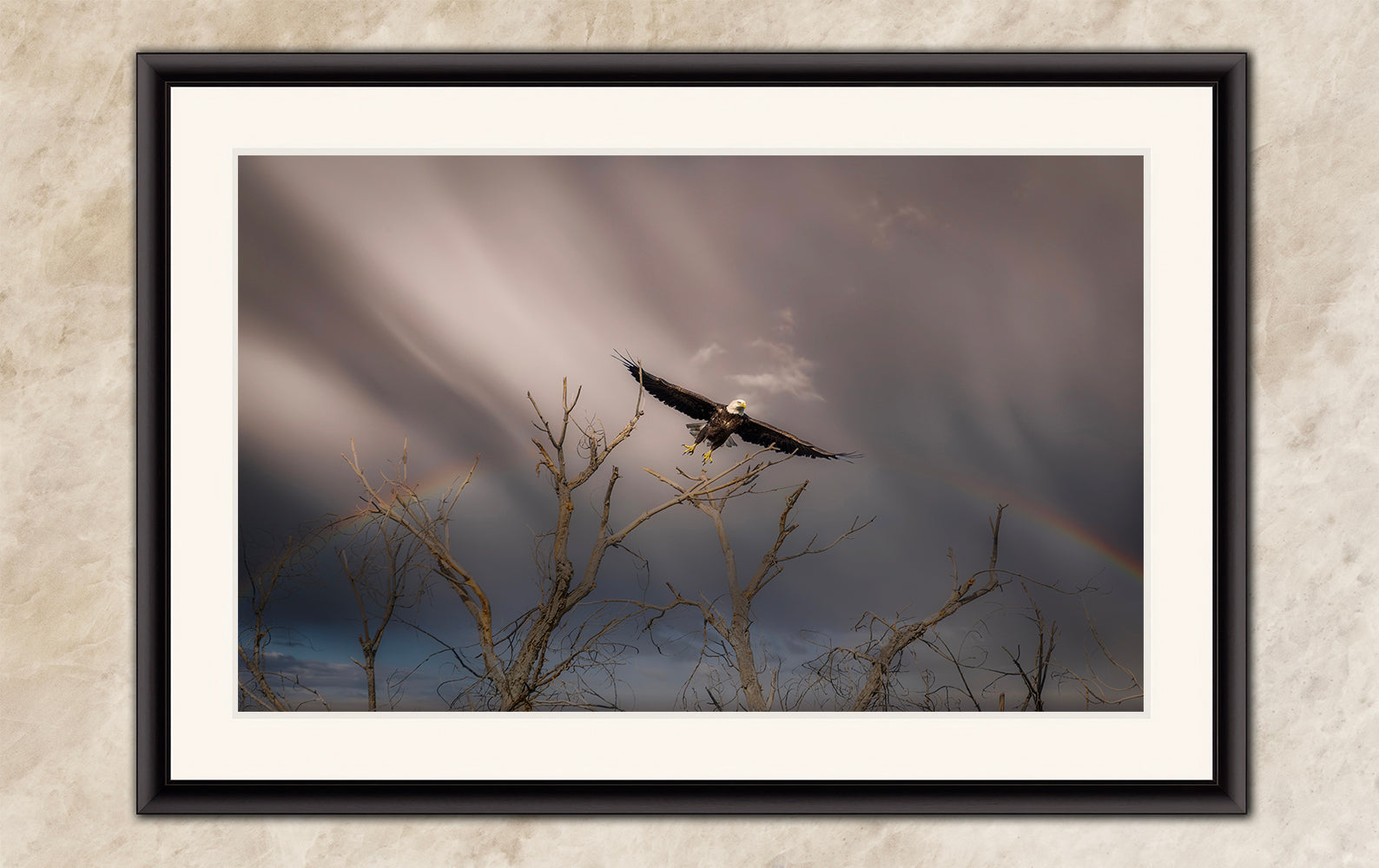 Soaring Bald Eagle Picture Wildlife Photography Wall Art, Nature Photo, Bird Photography, Rustic Cabin Decor, Office or Dorm Room Wall Decor