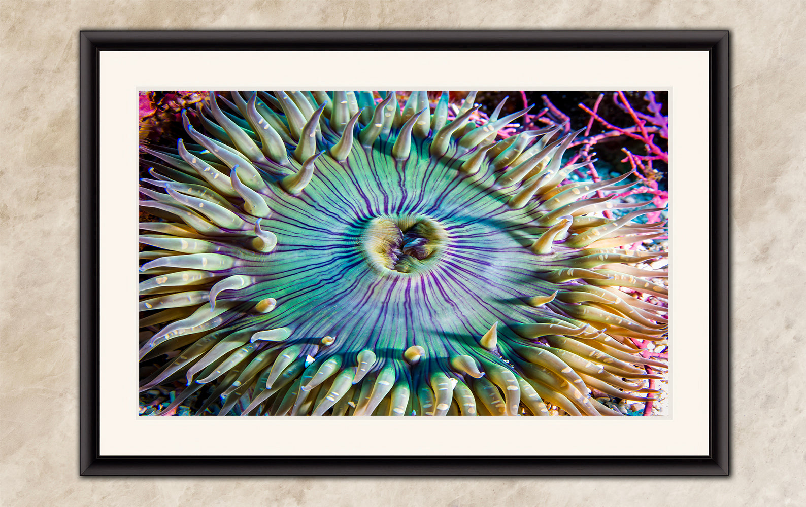 Ocean Life Limited Edition Fine Art Print Underwater Sea Anemone Photo