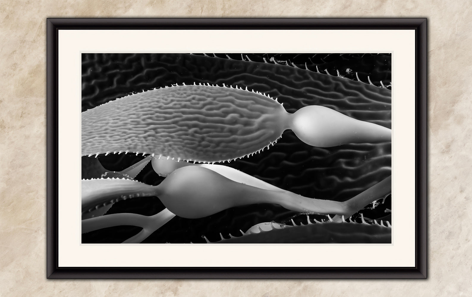 Limited Edition Fine Art Photography, California Giant Kelp Nature Photo, Clarity