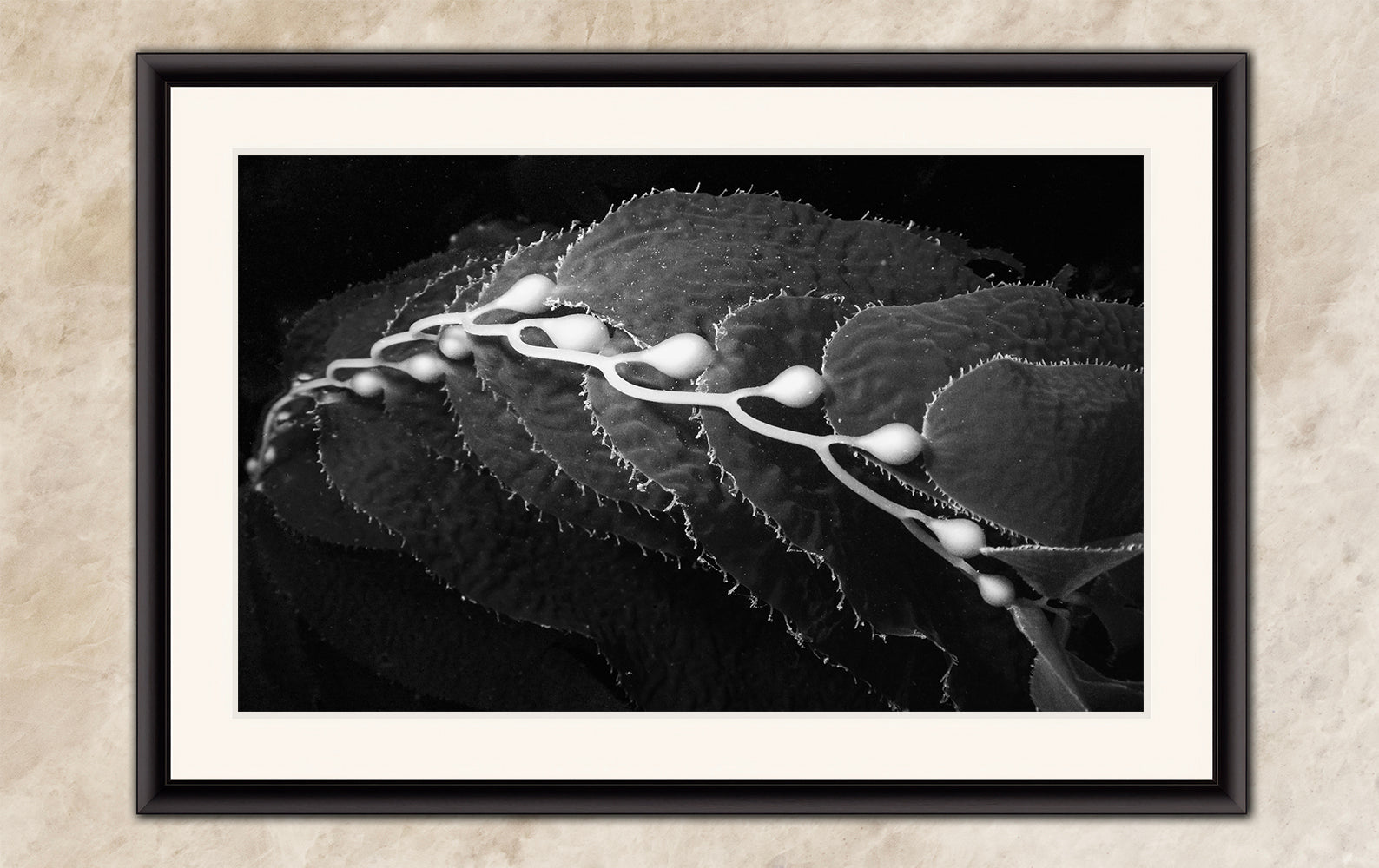 Limited Edition Fine Art Photography, California Giant Kelp Ocean Life, Eternity