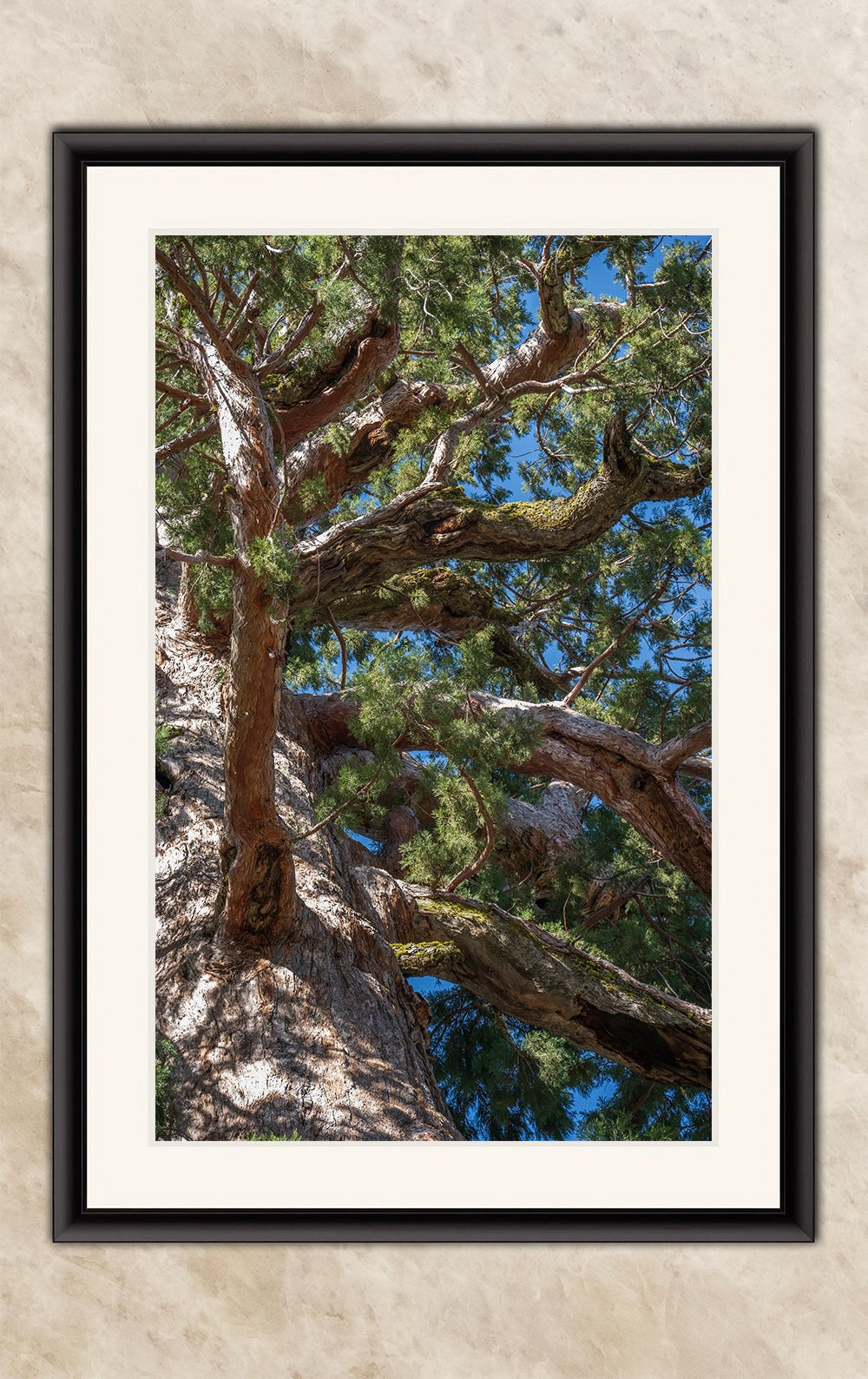 Giant Sequoia Tree Forest Picture Nature Photo, Yosemite Mariposa Grove Redwood Trees, Forest Bathing Relaxation Artwork for Nature Lovers