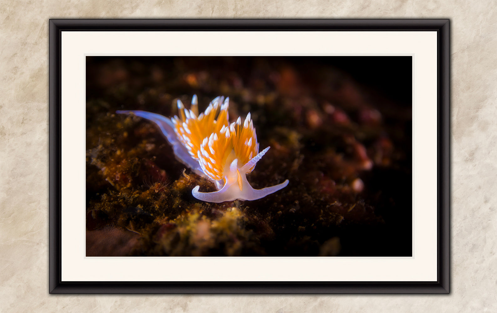 Hermissenda Opalescent Nudibranch Ocean Life Underwater Scenery Marine Biology Nature Photo