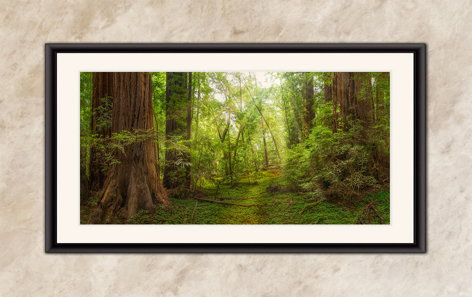 Redwood Tree Wall Art - Panoramic Forest Picture Nature Photo