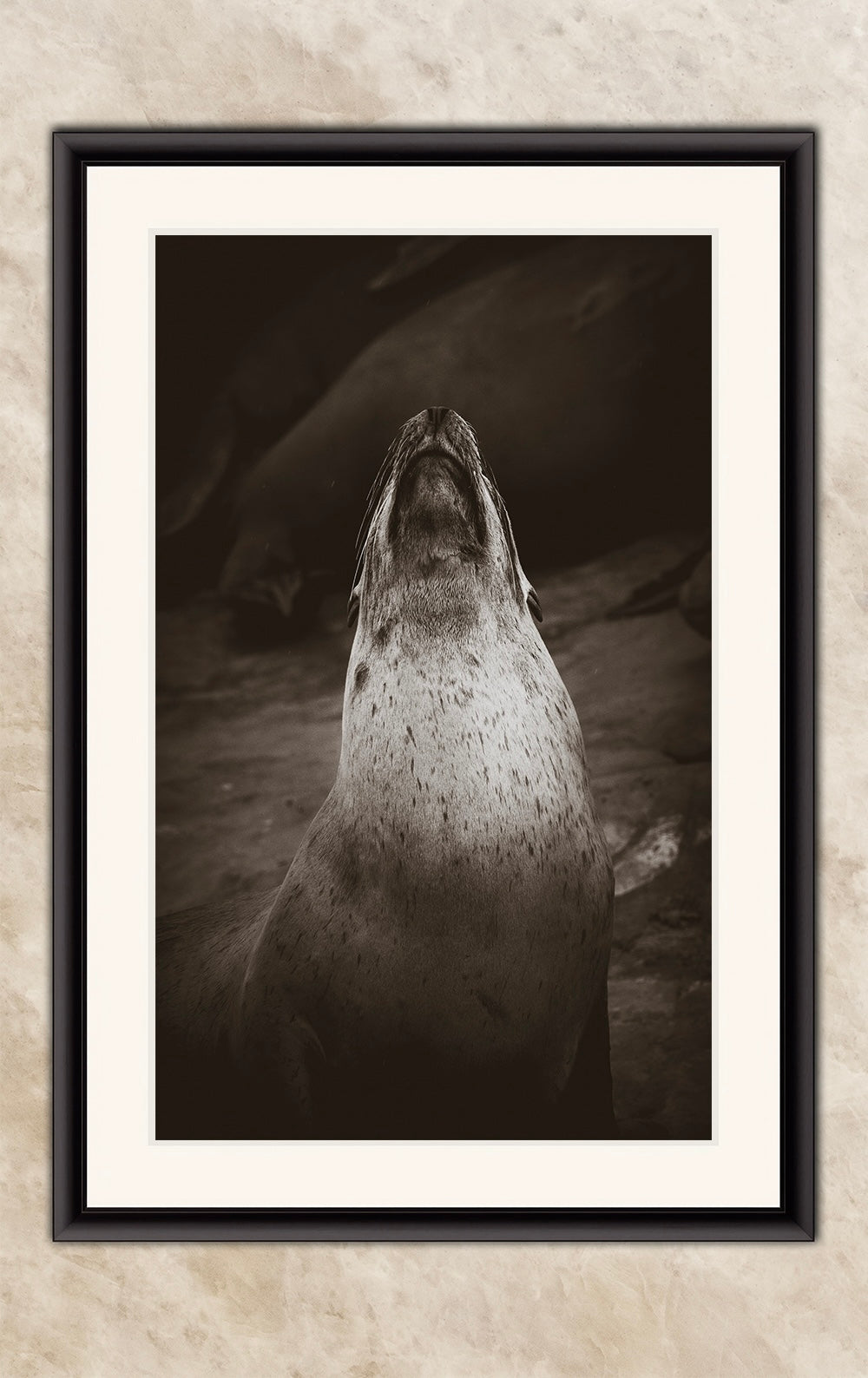 California Sea Lion Marine Mammal Wildlife Photography, Ocean Animals, Coastal House Decor, Nature Lover Gift, Marine Biology Artwork