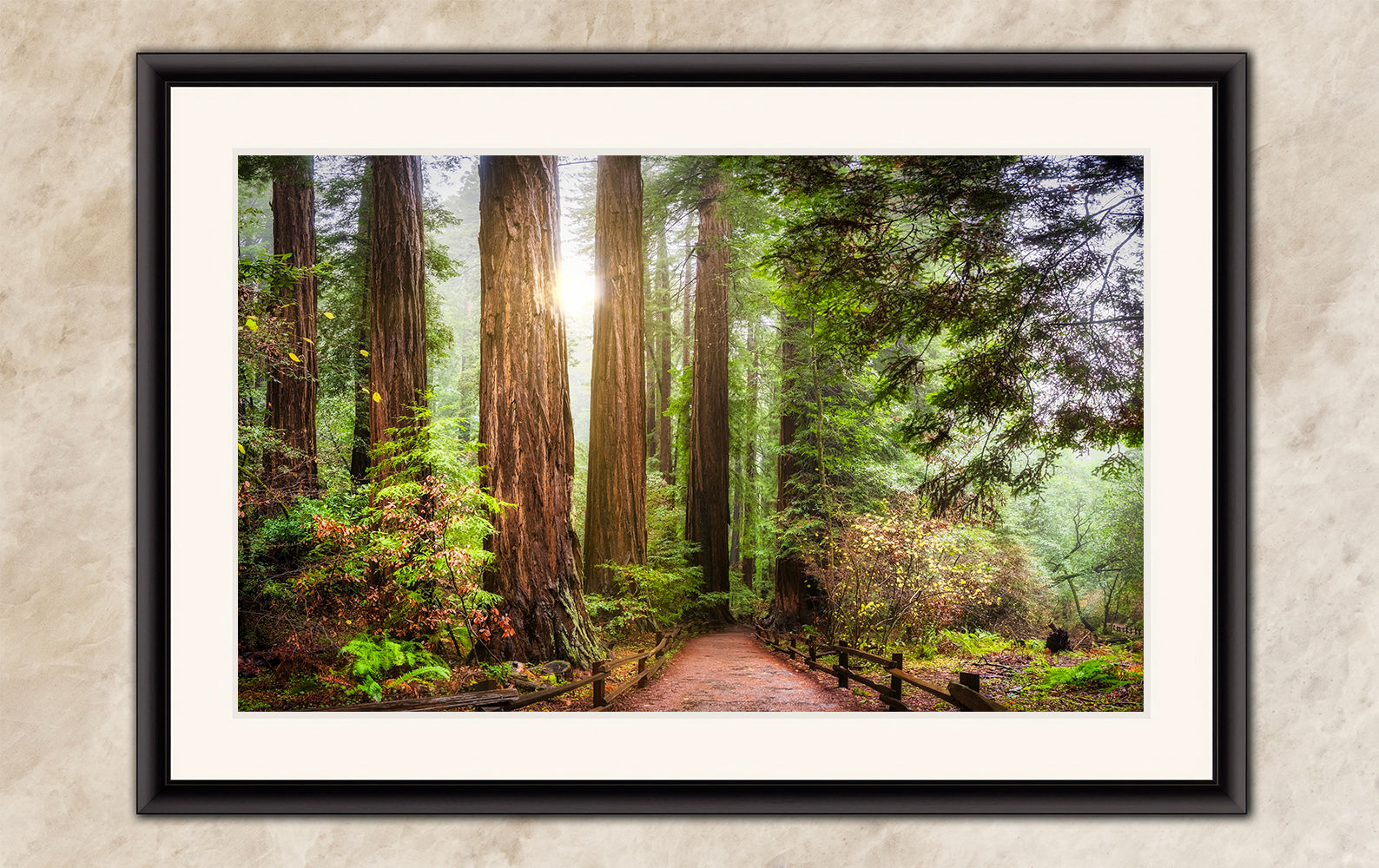 Redwood Trees Forest Picture Sunrise Nature Photo