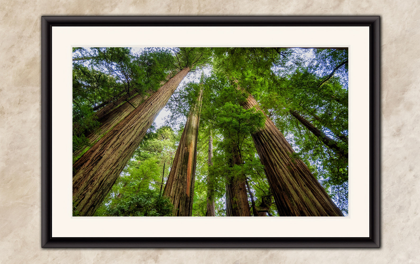 Redwood Trees Forest Picture Nature Photo