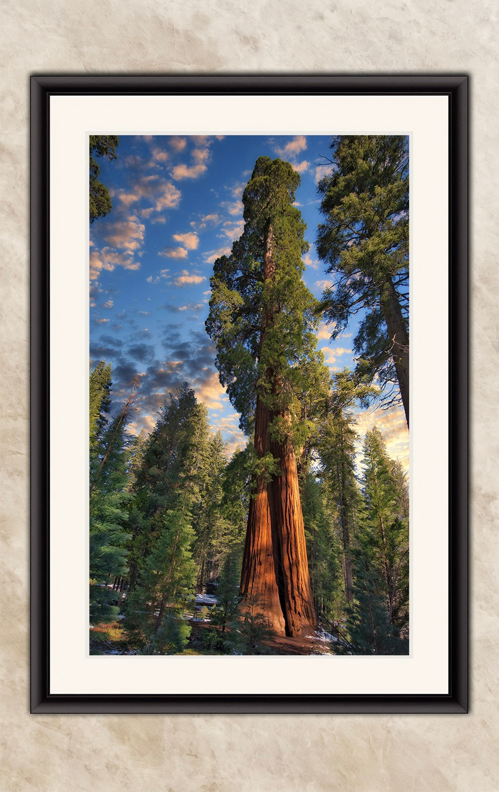 Giant Sequoia Tree Art, Redwood Forest Picture, Nature Photo Inspired Wall Decor