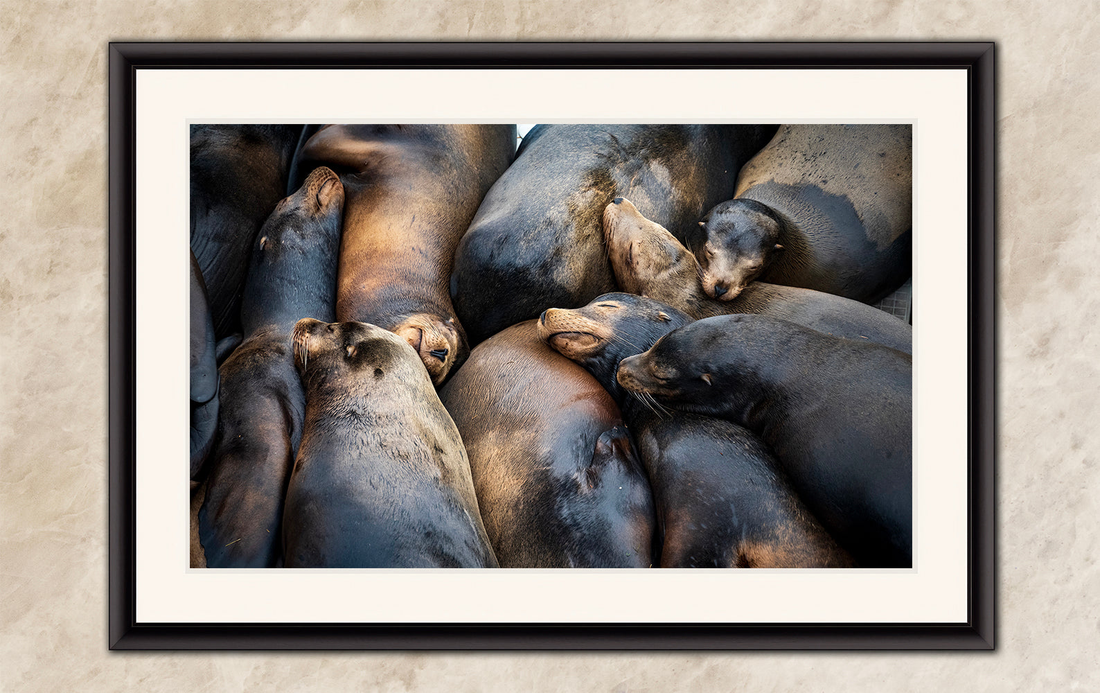 California Sea Lion Marine Mammal Wildlife Photography, Ocean Animals Nursery Decor, Relaxation Artwork for Beach-Themed Rooms