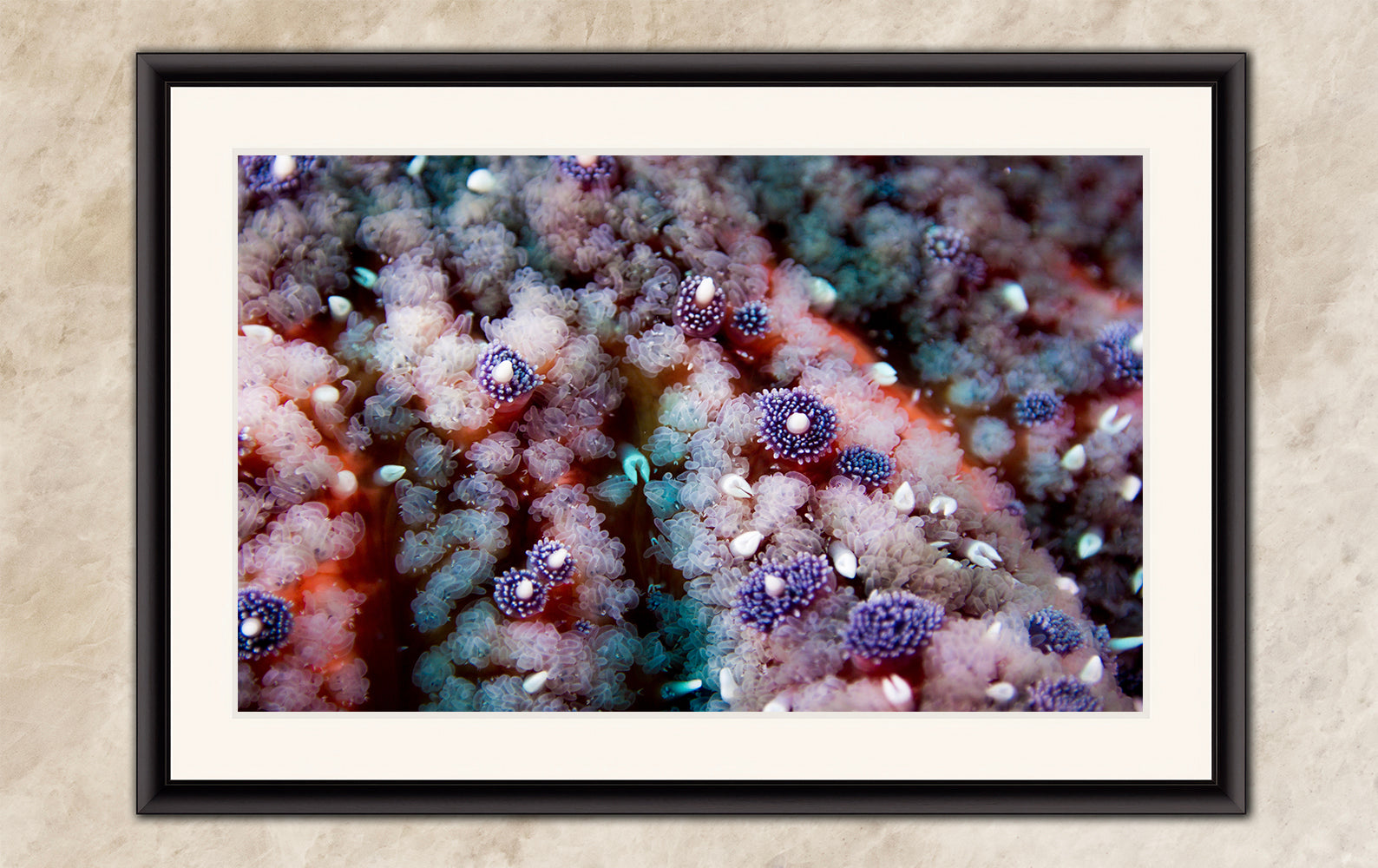 Ocean Life Starfish Photo, Marine Biology Underwater Scenery, Vibrant Coral Reef, Nature Photography for Office Decor, Relaxation Artwork