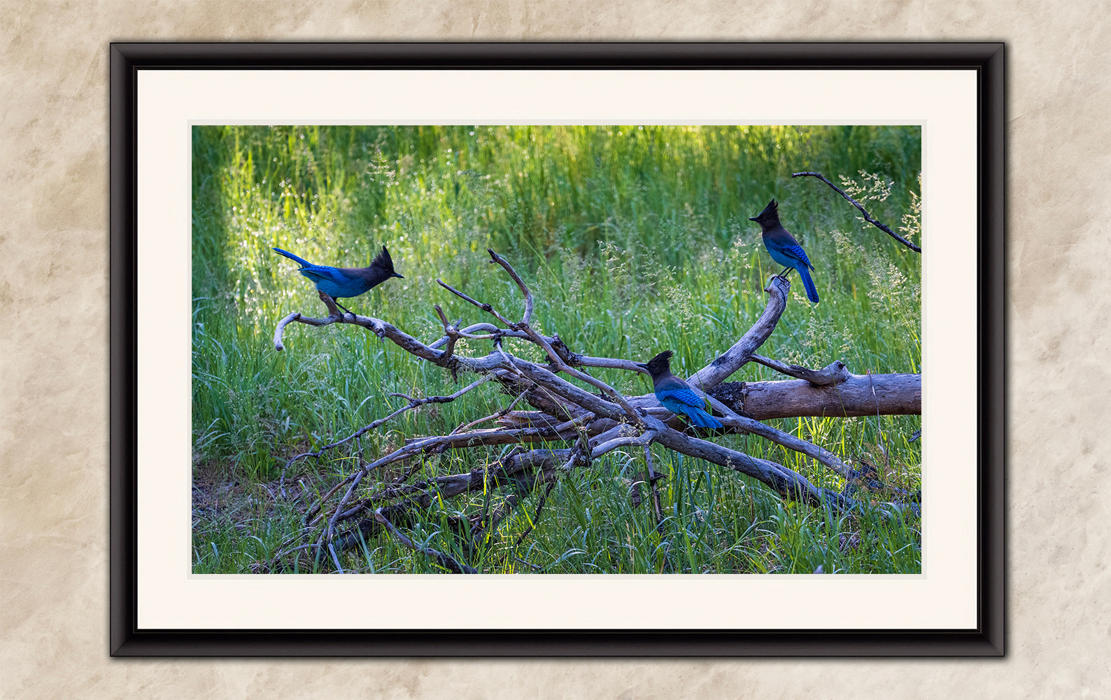 Steller Jay Wildlife Photography Print, Bird Wall Art, Nature Photography, Blue Bird Picture, Relaxing Dorm Room or Office Wall Art